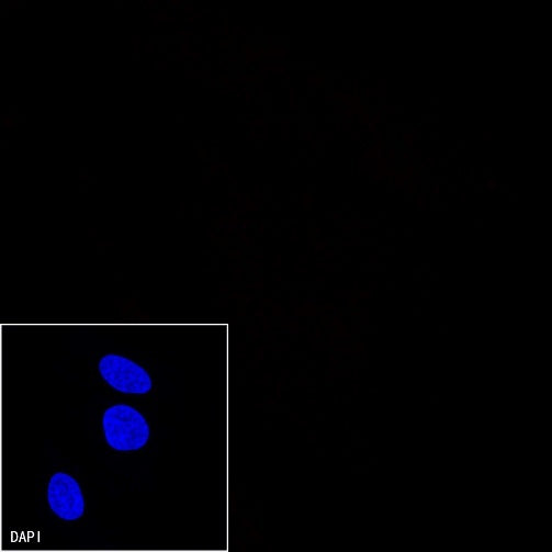 Alexa Fluor® 555 Rabbit IgG Isotype Control Antibody (S-R058)