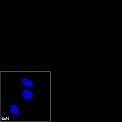 Alexa Fluor® 555 Rabbit IgG Isotype Control Antibody (S-R058)