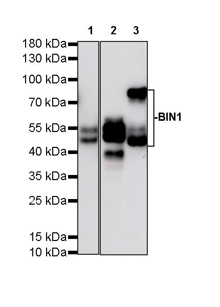 BIN1 Recombinant Rabbit mAb (S-4287-18)