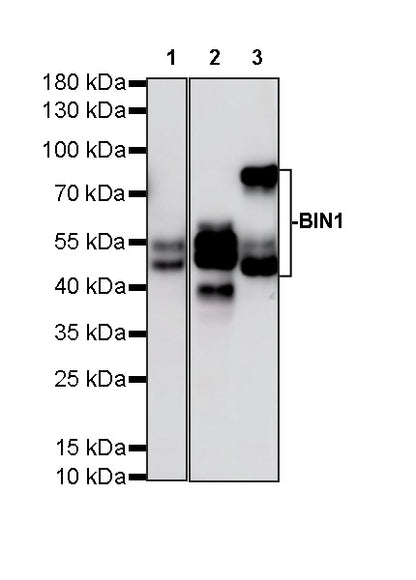 BIN1 Recombinant Rabbit mAb (S-4287-18)