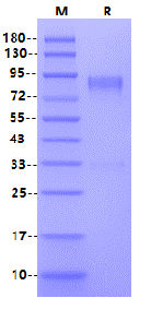 Glycoprotein/GP RBD Fc Chimera Protein, Ebola virus