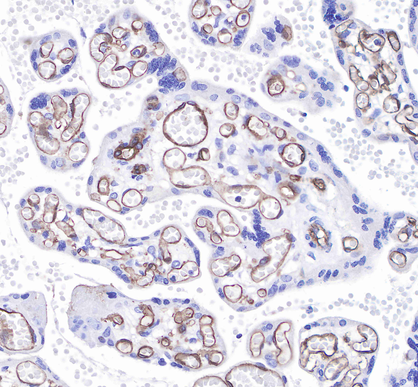 CD31 Recombinant Rabbit mAb,PBS Only (SDT-008-17)