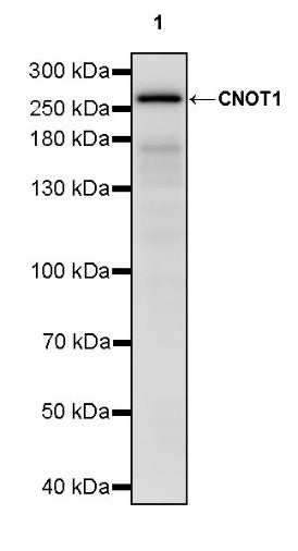 CNOT1 Recombinant Rabbit mAb (S-2273-65)