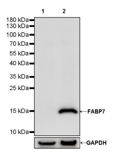 FABP7 Recombinant Rabbit mAb (S-762-41)