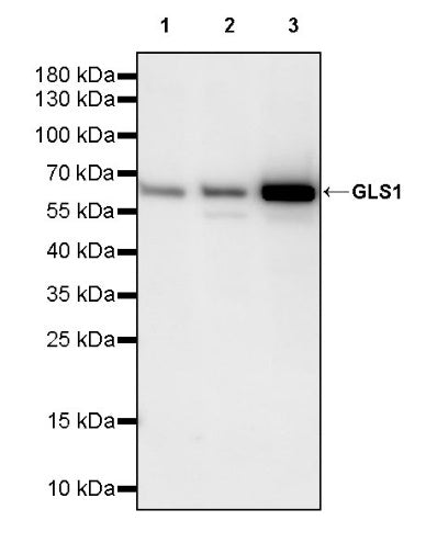 GLS1 Recombinant Rabbit mAb (S-2355-20)