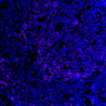 PD-L1 Recombinant Rabbit mAb (Alexa Fluor® 700 Conjugate) (SDT-119-16)