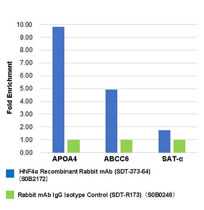 HNF4α Recombinant Rabbit mAb (SDT-373-64)