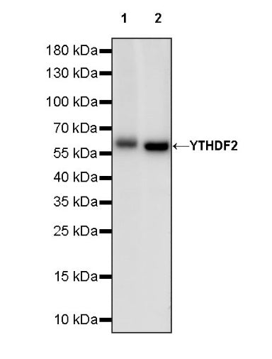 YTHDF2 Recombinant Rabbit mAb (S-1569-42)