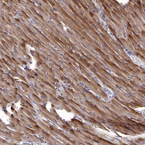 Lactate Dehydrogenase Rabbit Polyclonal Antibody