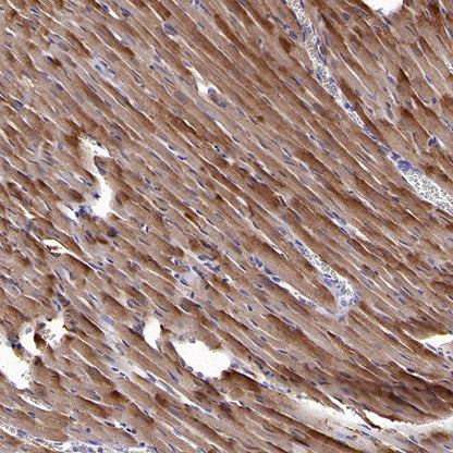 Lactate Dehydrogenase Rabbit Polyclonal Antibody