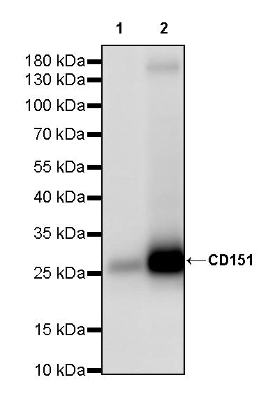 CD151 Recombinant Rabbit mAb (S-3235-104)