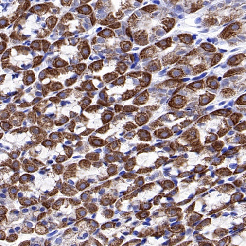 Mitofilin Recombinant Rabbit mAb (S-2277-37)