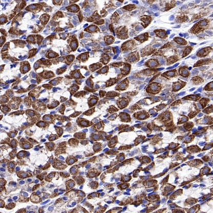 Mitofilin Recombinant Rabbit mAb (S-2277-37)
