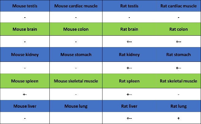 pro-Caspase-1 Recombinant Rabbit mAb (S-2677-22)