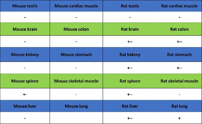 pro-Caspase-1 Recombinant Rabbit mAb (S-2677-22)