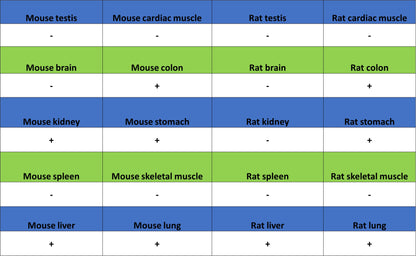 Phospho-Acetyl-CoA Carboxylase (Ser79) Recombinant Rabbit mAb (S-4302)