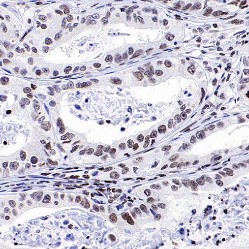 SIRT1 Recombinant Rabbit mAb (S-1886-15)