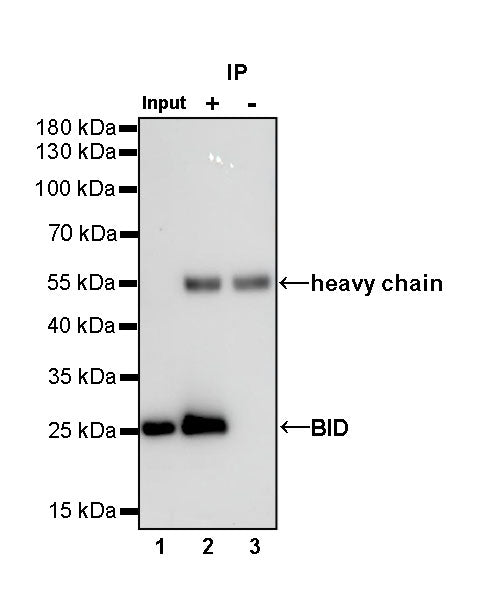 BID Recombinant Rabbit mAb (S-R300)