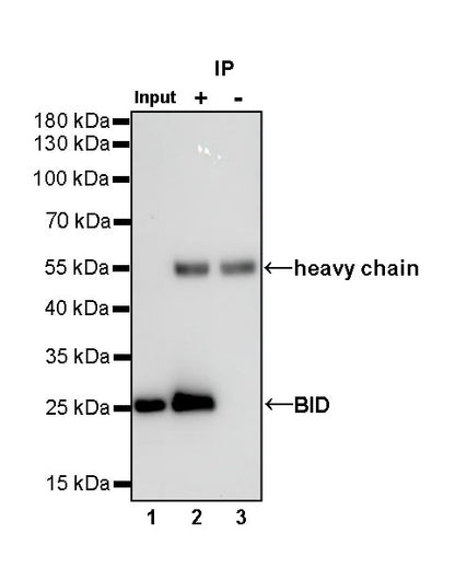 BID Recombinant Rabbit mAb (S-R300)