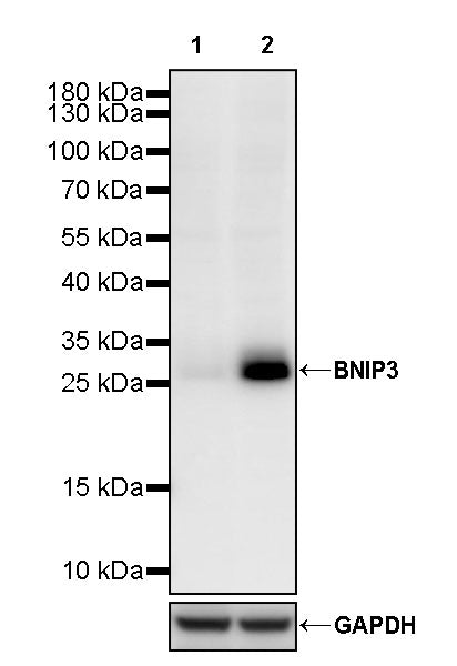 BNIP3 Recombinant Rabbit mAb (S-2979-65)