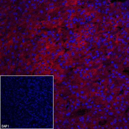 FASN Recombinant Rabbit mAb (PE Conjugate) (S-682-32)