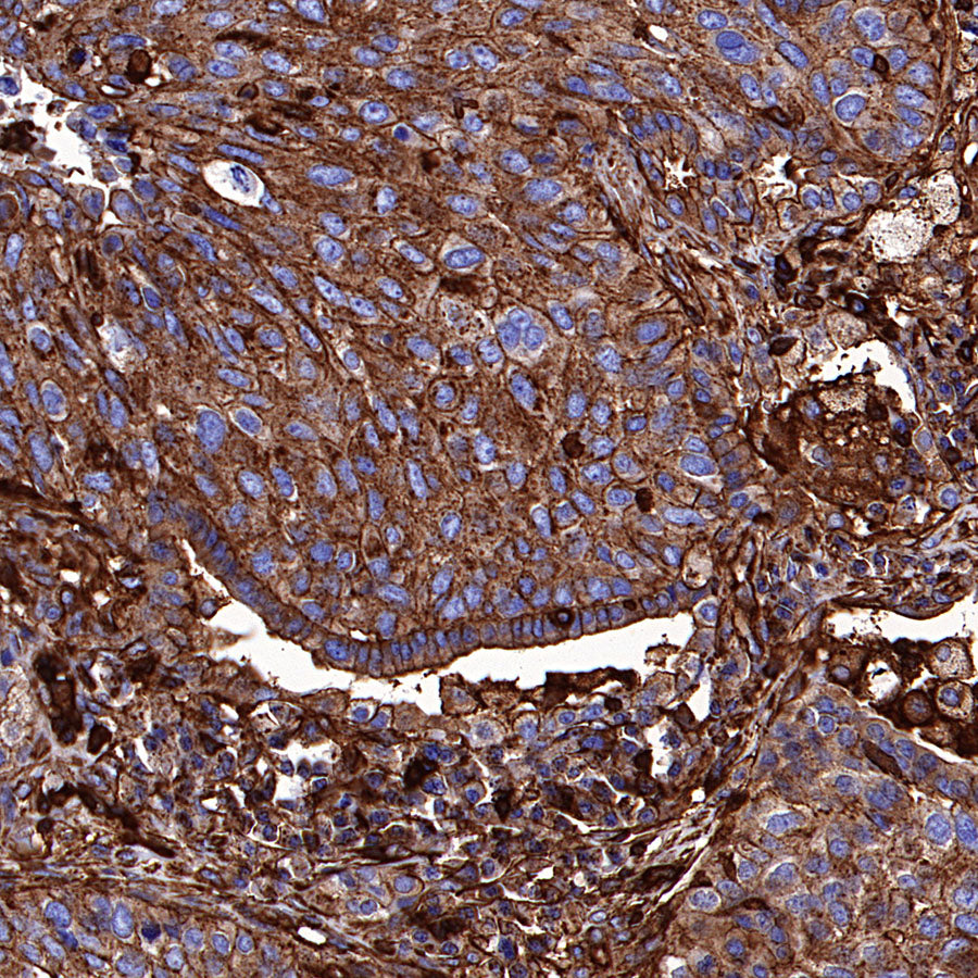 β-Actin Recombinant Rabbit mAb (S-5701)