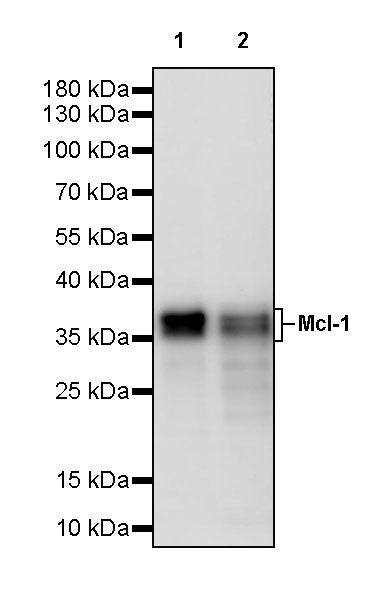 Mcl-1 Recombinant Rabbit mAb (S-3887-64)