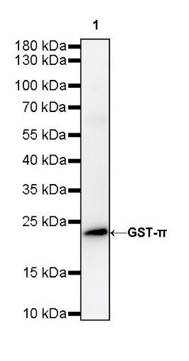 S-RMab® GST-π Recombinant Rabbit mAb (SDT-561-78)