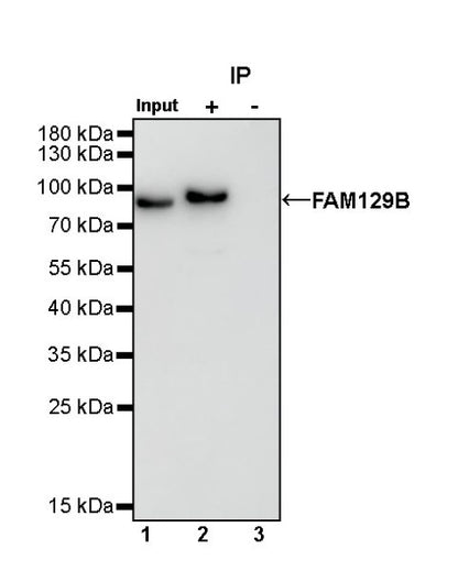 FAM129B Recombinant Rabbit mAb (S-1534-24)