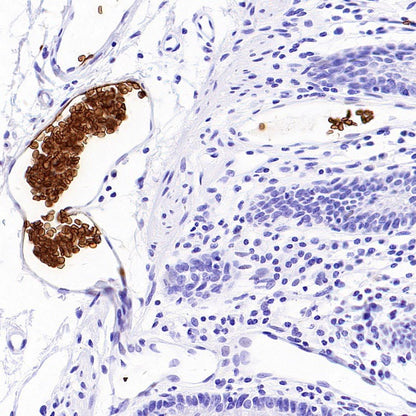 CD235a Recombinant Rabbit mAb (S-3088-3)