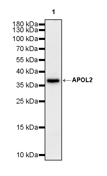 APOL2 Recombinant Rabbit mAb (S-3627-115)