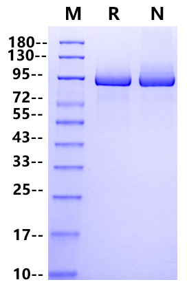 Faustovirus Capping Enzyme