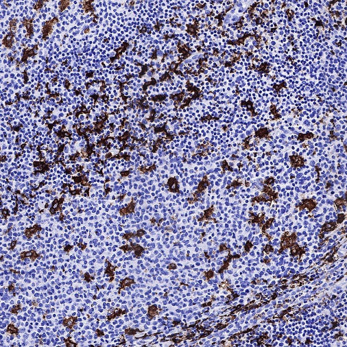 Iba1 Recombinant Rabbit mAb (S-484-18)