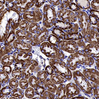 MTCO1 Recombinant Rabbit mAb (S-2205-28)