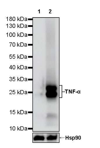 TNF alpha Recombinant Rabbit mAb (S-2506-69)