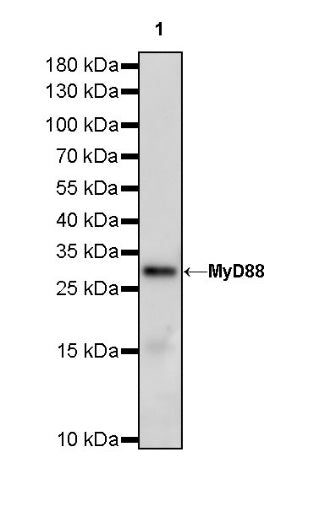 MyD88 Recombinant Rabbit mAb (S-788-32)