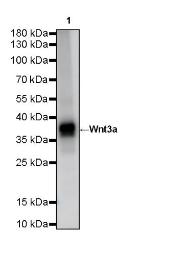 Wnt3a Recombinant Rabbit mAb (S-3300)