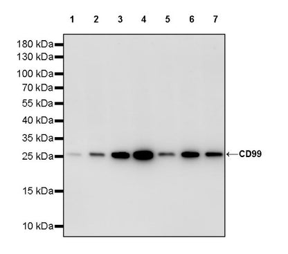 CD99 Mouse mAb (S-2121-45)