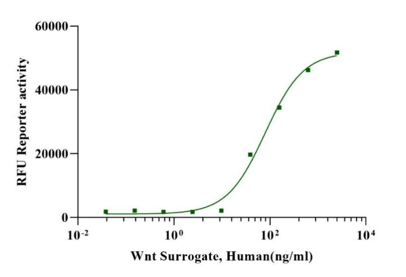 Wnt Surrogate Protein, Human