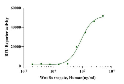 Wnt Surrogate Protein, Human