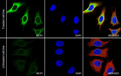 MCP1 Recombinant Rabbit mAb (S-1737-3)