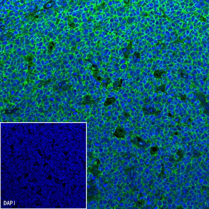 Goat Anti-Mouse lgG (H+L) (min X Hu, Bov Sr Prot) (Alexa Fluor® 488 Conjugate)