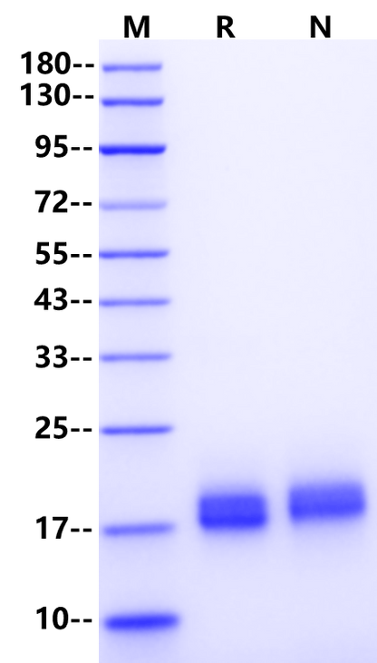 IL-4 Protein, Rat