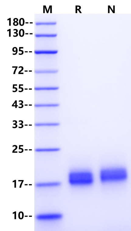 IL-4 Protein, Rat