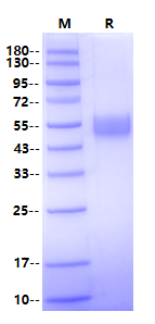 MIS RII mFc Chimera Protein, Human