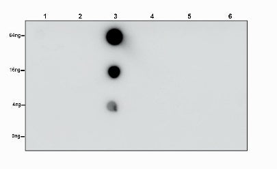 Phosphotyrosine Mouse mAb (S-R433-1)