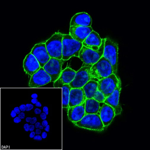 EpCAM Recombinant Rabbit mAb (Alexa Fluor® 488 Conjugate) (S-078-128)