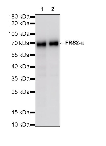 FRS2-α Recombinant Rabbit mAb (S-4065-59)