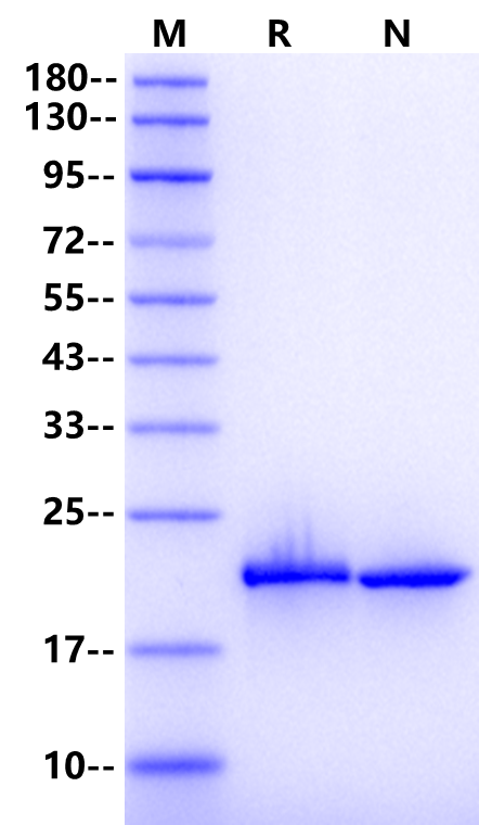 IL-6 Protein, Rat