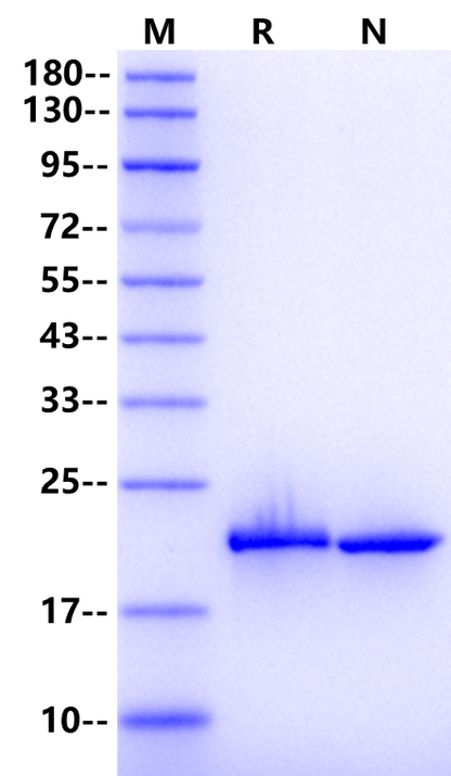 IL-6 Protein, Rat